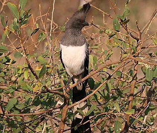 Wei&szlig;bauch L&auml;rmvogel, Corythaixoides leucogaster, Withe-Bellied Go-Away-Bird, 1,0